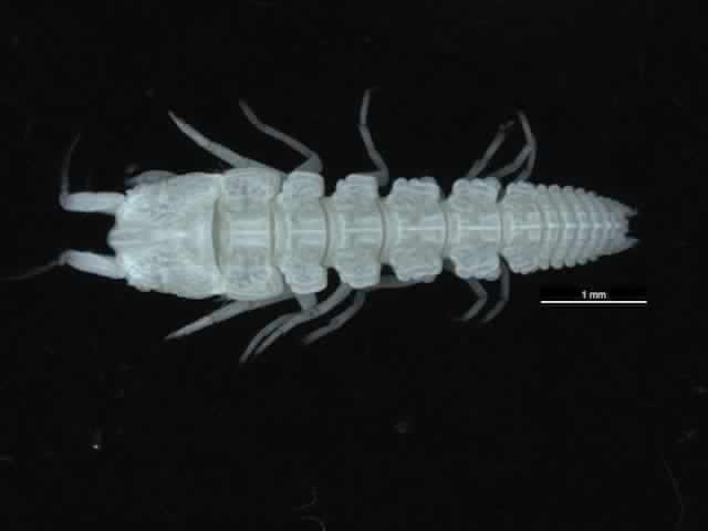 Представитель Семейства Whiteleggiidae